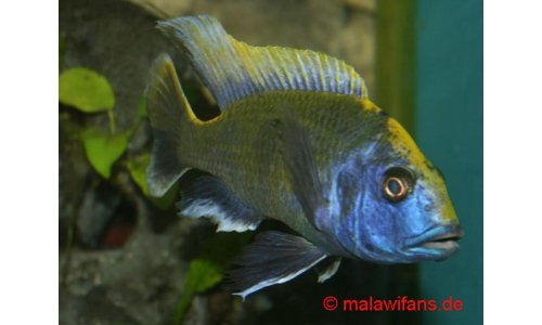 Nimbochromis venustus